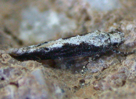 Coleotechnites quercivorella